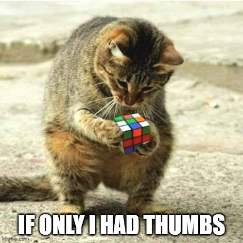 Rubik's cat | IF ONLY I HAD THUMBS | image tagged in rubik's cube,thumbs | made w/ Imgflip meme maker