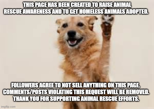 Dog paw | THIS PAGE HAS BEEN CREATED TO RAISE ANIMAL RESCUE AWARENESS AND TO GET HOMELESS ANIMALS ADOPTED. FOLLOWERS AGREE TO NOT SELL ANYTHING ON THIS PAGE. 
COMMENTS/POSTS VIOLATING THIS REQUEST WILL BE REMOVED.

THANK YOU FOR SUPPORTING ANIMAL RESCUE EFFORTS. | image tagged in dog paw | made w/ Imgflip meme maker