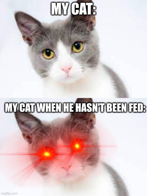 Satan Cat | MY CAT:; MY CAT WHEN HE HASN'T BEEN FED: | image tagged in funny | made w/ Imgflip meme maker