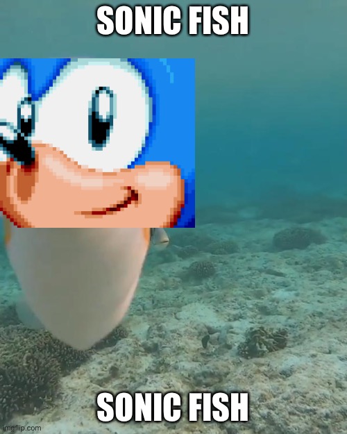staring fish | SONIC FISH; SONIC FISH | image tagged in staring fish,sonic the hedgehog | made w/ Imgflip meme maker
