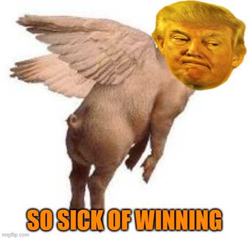 Flying Pig | SO SICK OF WINNING | image tagged in flying pig | made w/ Imgflip meme maker