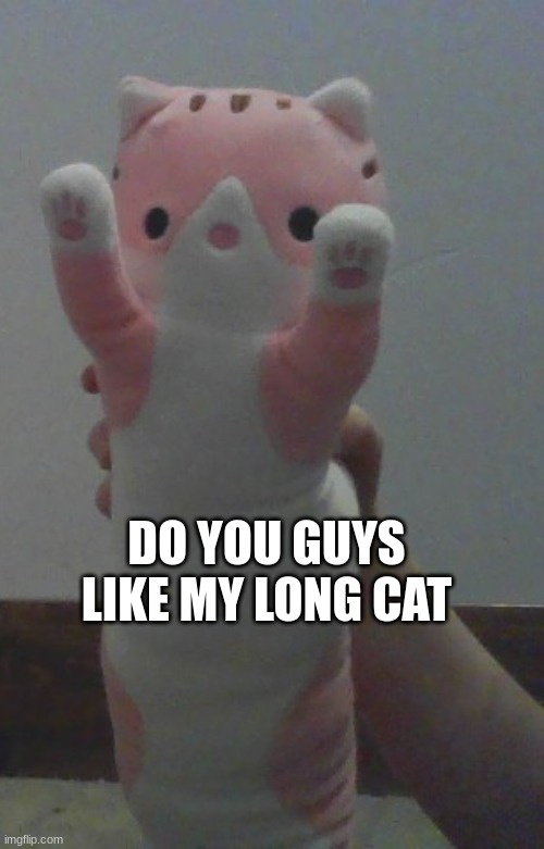 idc if this is not an eeveelution | DO YOU GUYS LIKE MY LONG CAT | image tagged in cat | made w/ Imgflip meme maker