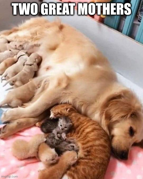 I love how they get along and lay there together with their little ones | TWO GREAT MOTHERS | image tagged in dog,cat,puppies,kittens | made w/ Imgflip meme maker