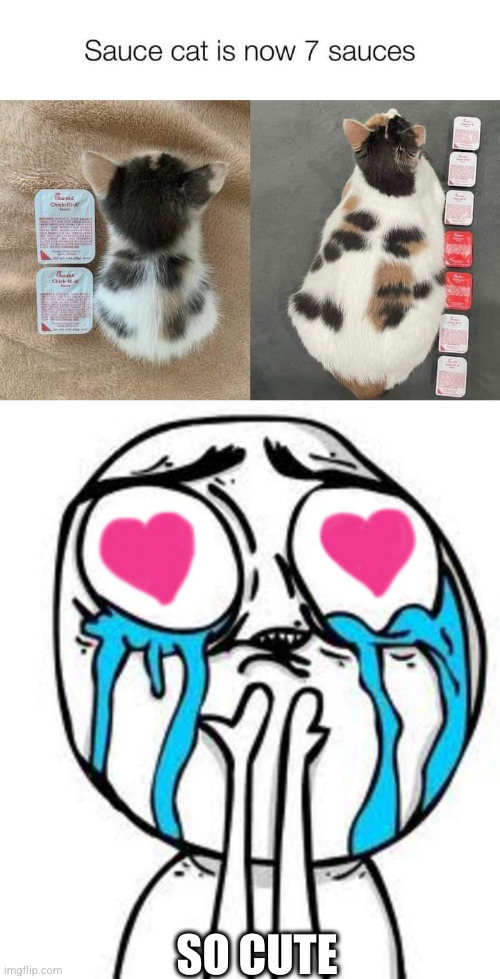 She is a very pretty cat | SO CUTE | image tagged in this is so cute,cat | made w/ Imgflip meme maker