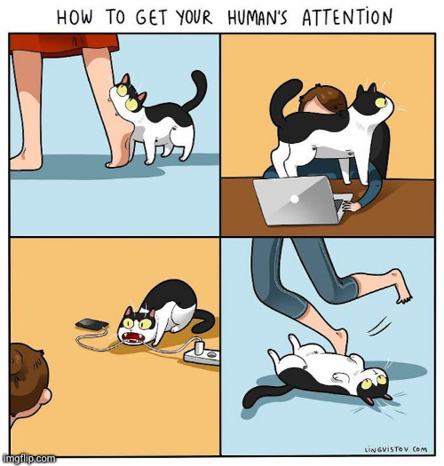 Cats are trying to kill us | image tagged in cat,comics | made w/ Imgflip meme maker