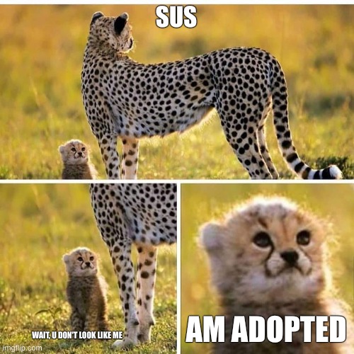 Cheetah Mom with Scared Cub | SUS; AM ADOPTED; WAIT, U DON'T LOOK LIKE ME | image tagged in cheetah mom with scared cub | made w/ Imgflip meme maker