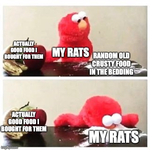 Don't judge, I have rats. | ACTUALLY GOOD FOOD I BOUGHT FOR THEM; MY RATS; RANDOM OLD CRUSTY FOOD IN THE BEDDING; ACTUALLY GOOD FOOD I BOUGHT FOR THEM; MY RATS | image tagged in elmo cocaine | made w/ Imgflip meme maker