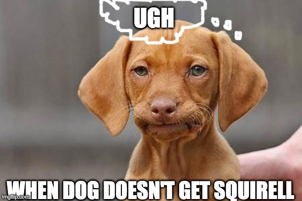 squirells get ded sumtimes | UGH; WHEN DOG DOESN'T GET SQUIRELL | image tagged in dissapointed puppy | made w/ Imgflip meme maker