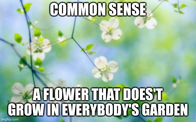flowers | COMMON SENSE; A FLOWER THAT DOES'T GROW IN EVERYBODY'S GARDEN | image tagged in flowers | made w/ Imgflip meme maker