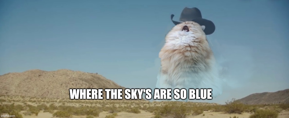 singing cat | WHERE THE SKY'S ARE SO BLUE | image tagged in singing cat | made w/ Imgflip meme maker