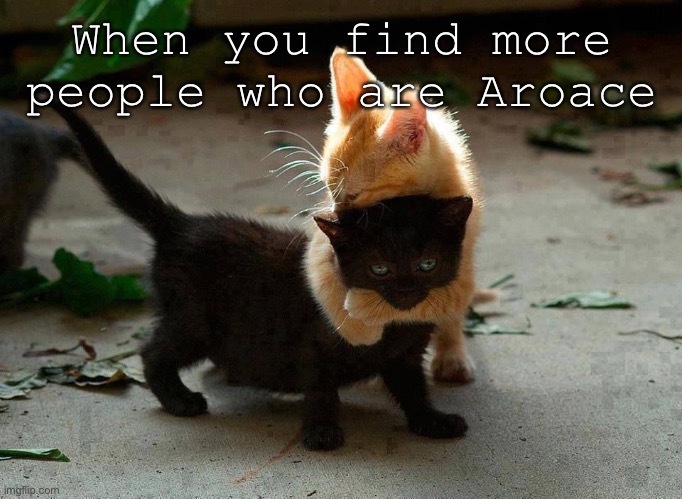 :D | When you find more people who are Aroace | image tagged in kitten hug | made w/ Imgflip meme maker