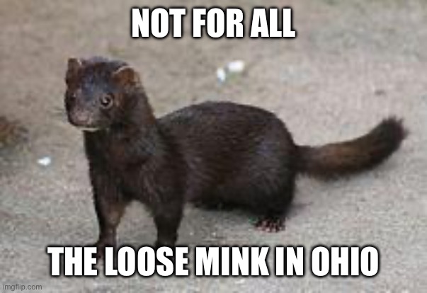 Giving Florida a run for its money | NOT FOR ALL; THE LOOSE MINK IN OHIO | image tagged in mink | made w/ Imgflip meme maker