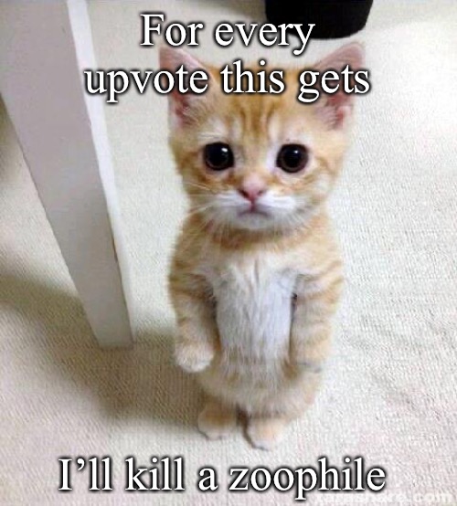 Cute Cat Meme | For every upvote this gets; I’ll kill a zoophile | image tagged in memes,cute cat | made w/ Imgflip meme maker