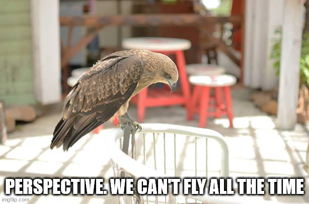 We can't fly all the time | PERSPECTIVE. WE CAN'T FLY ALL THE TIME | image tagged in perspective,rest | made w/ Imgflip meme maker