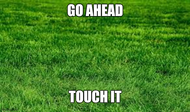 touching grass | GO AHEAD TOUCH IT | image tagged in touching grass | made w/ Imgflip meme maker