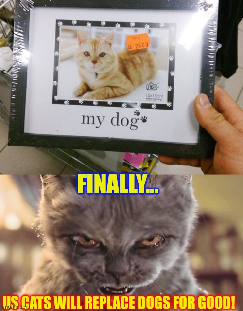 Cat-astrophe | FINALLY... US CATS WILL REPLACE DOGS FOR GOOD! | image tagged in evil cat,cats,you had one job,cat,dog,photos | made w/ Imgflip meme maker