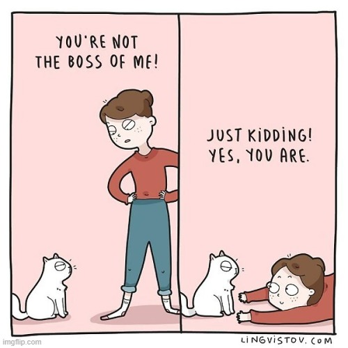 A Cat Lady's Way Of Thinking | image tagged in memes,comics,cats,not,boss,ah yes enslaved | made w/ Imgflip meme maker