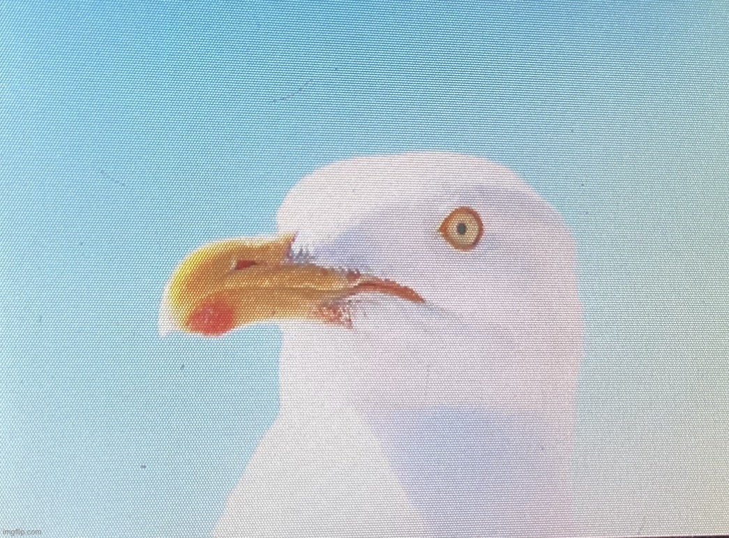 Picture I took of a seagull at the beach a couple months ago | made w/ Imgflip meme maker