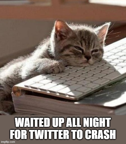 tired cat | WAITED UP ALL NIGHT FOR TWITTER TO CRASH | image tagged in tired cat | made w/ Imgflip meme maker
