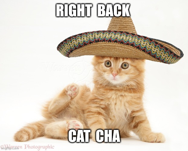 RIGHT  BACK; CAT  CHA | image tagged in cat | made w/ Imgflip meme maker