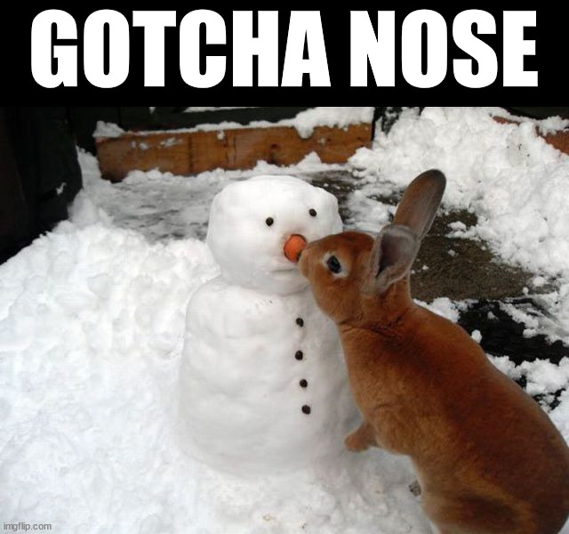  GOTCHA NOSE | image tagged in bunny | made w/ Imgflip meme maker