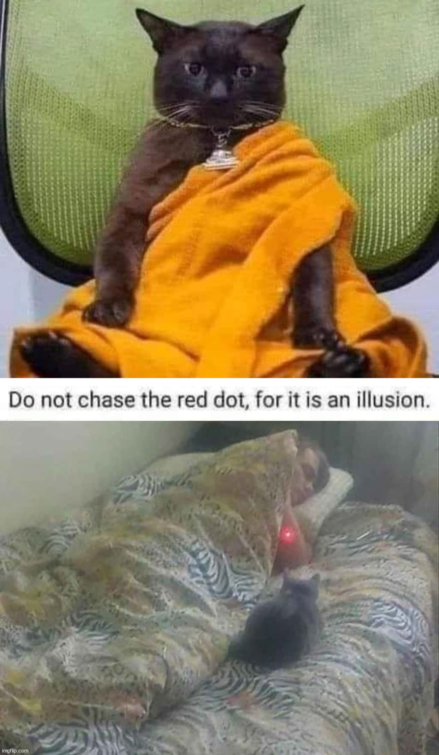 Follow your own advice | image tagged in red dot teen,cats | made w/ Imgflip meme maker