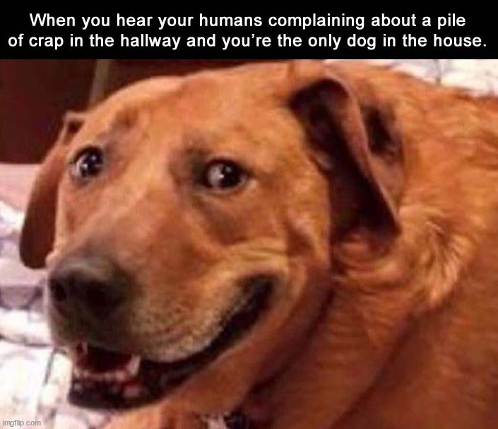 image tagged in dogs | made w/ Imgflip meme maker
