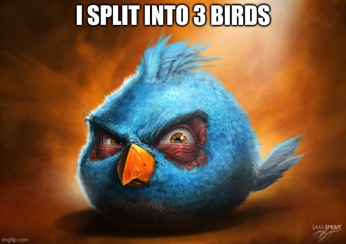 angry birds blue | I SPLIT INTO 3 BIRDS | image tagged in angry birds blue,angry birds | made w/ Imgflip meme maker