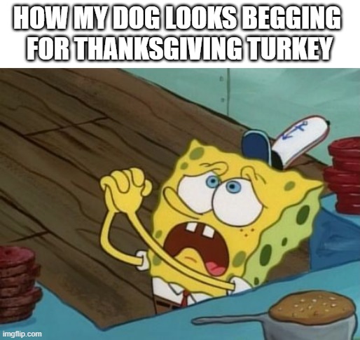 Spongebob Begging |  HOW MY DOG LOOKS BEGGING 
FOR THANKSGIVING TURKEY | image tagged in spongebob begging,thanksgiving,funny,spongebob,begging | made w/ Imgflip meme maker