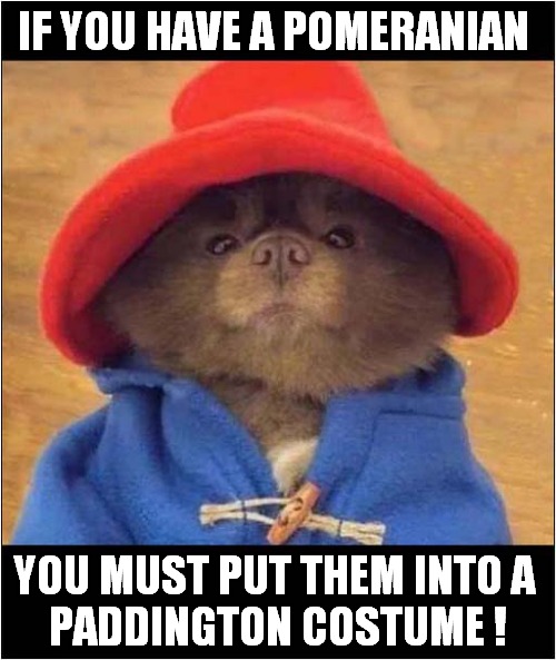 He Looks So Happy ! | IF YOU HAVE A POMERANIAN; YOU MUST PUT THEM INTO A 
PADDINGTON COSTUME ! | image tagged in dogs,pomeranian,paddington,costume | made w/ Imgflip meme maker