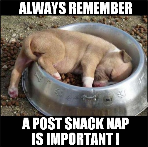 Too Tired ! | ALWAYS REMEMBER; A POST SNACK NAP
IS IMPORTANT ! | image tagged in dogs,puppy,snack,nap | made w/ Imgflip meme maker