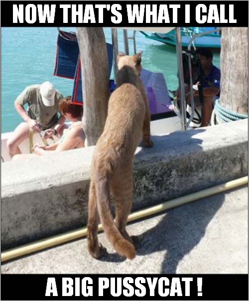 Cougar On The Quayside ! | NOW THAT'S WHAT I CALL; A BIG PUSSYCAT ! | image tagged in cats,now thats what i call,big cats | made w/ Imgflip meme maker