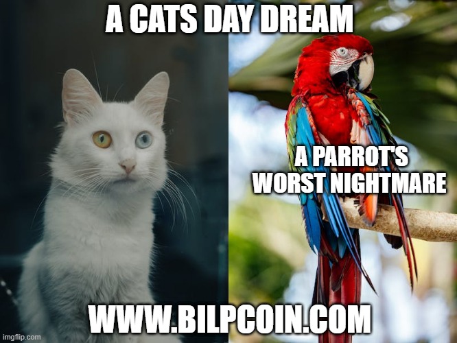 A CATS DAY DREAM; A PARROT'S WORST NIGHTMARE; WWW.BILPCOIN.COM | made w/ Imgflip meme maker
