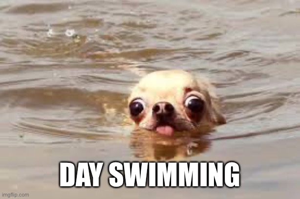 Doeg | DAY SWIMMING | image tagged in doge | made w/ Imgflip meme maker