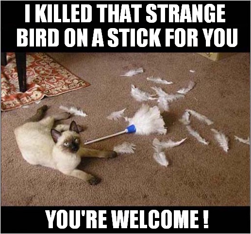 Cat Vs Feather Duster ! | I KILLED THAT STRANGE
 BIRD ON A STICK FOR YOU; YOU'RE WELCOME ! | image tagged in cats,feather duster | made w/ Imgflip meme maker