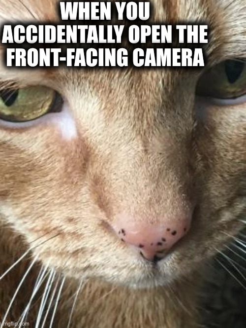 knoxcat