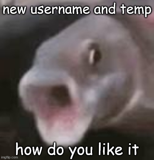 new username and temp; how do you like it | image tagged in pog fish | made w/ Imgflip meme maker