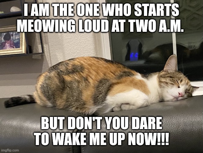 Too tired | I AM THE ONE WHO STARTS MEOWING LOUD AT TWO A.M. BUT DON'T YOU DARE TO WAKE ME UP NOW!!! | image tagged in too tired | made w/ Imgflip meme maker