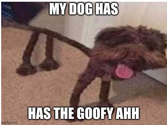 Goofy Ahh | MY DOG HAS; HAS THE GOOFY AHH | image tagged in goofy ahh,dog | made w/ Imgflip meme maker