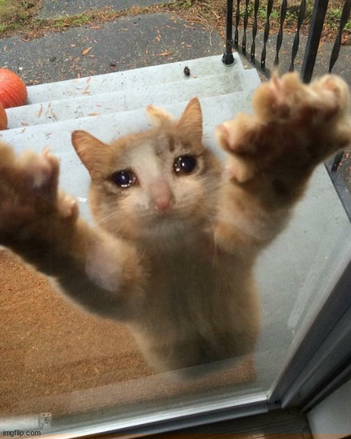 Crying sad cat trying to get into house | image tagged in crying sad cat trying to get into house | made w/ Imgflip meme maker