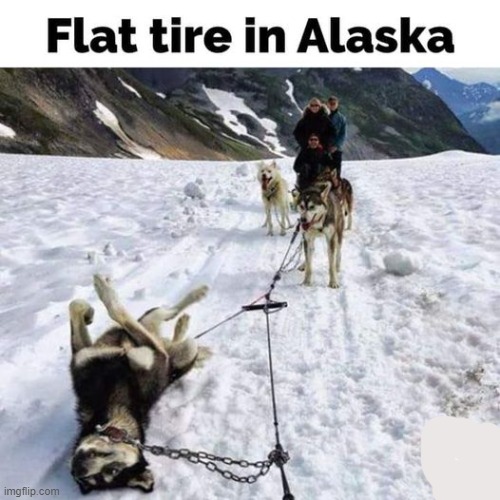 flat tire in Alaska | image tagged in sled dog,team | made w/ Imgflip meme maker