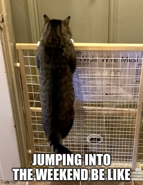 Jumping into the weekend be like |  JUMPING INTO THE WEEKEND BE LIKE | image tagged in weekend,cat,funny,meme | made w/ Imgflip meme maker