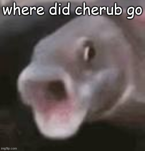 where did cherub go | image tagged in pog fish | made w/ Imgflip meme maker