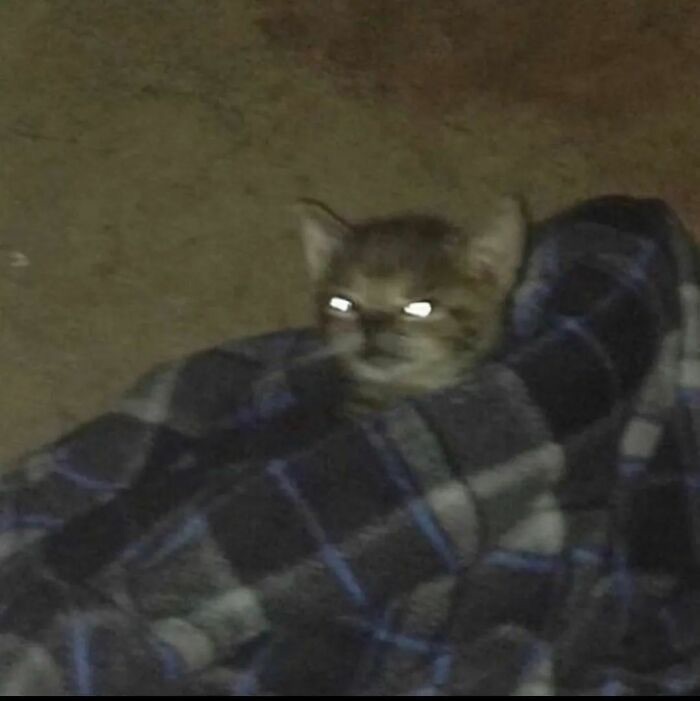 High Quality Cat in a blanket Blank Meme Template