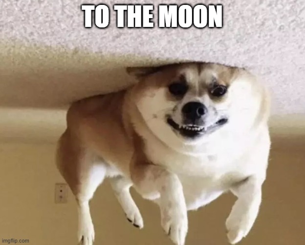 To the MOON! | TO THE MOON | image tagged in moon woof elon musk doge moon | made w/ Imgflip meme maker