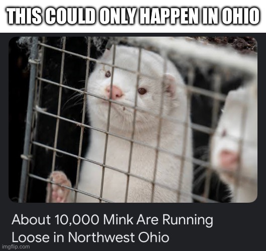 Stay away from Ohio | THIS COULD ONLY HAPPEN IN OHIO | image tagged in minks,ohio | made w/ Imgflip meme maker