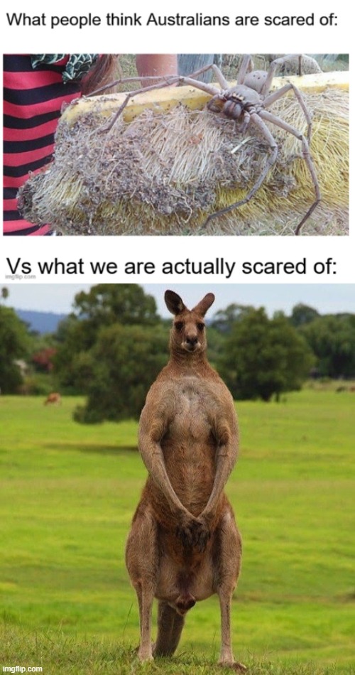 Australia mate! | image tagged in australia,spiders,kangaroos,vs,scary,funny | made w/ Imgflip meme maker