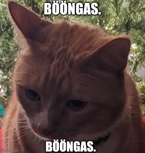 Yes, this is my cat. | BÖÖNGAS. BÖÖNGAS. | image tagged in b ngas | made w/ Imgflip meme maker