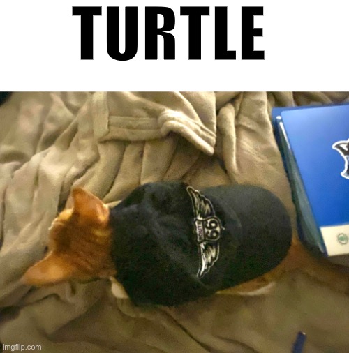 TURTLE | image tagged in not funny | made w/ Imgflip meme maker