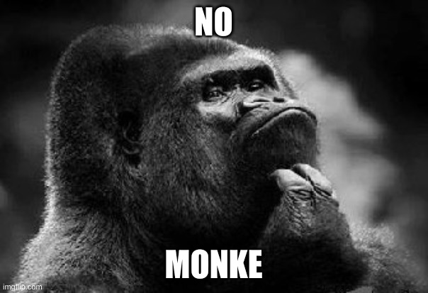 thinking monkey | NO MONKE | image tagged in thinking monkey | made w/ Imgflip meme maker